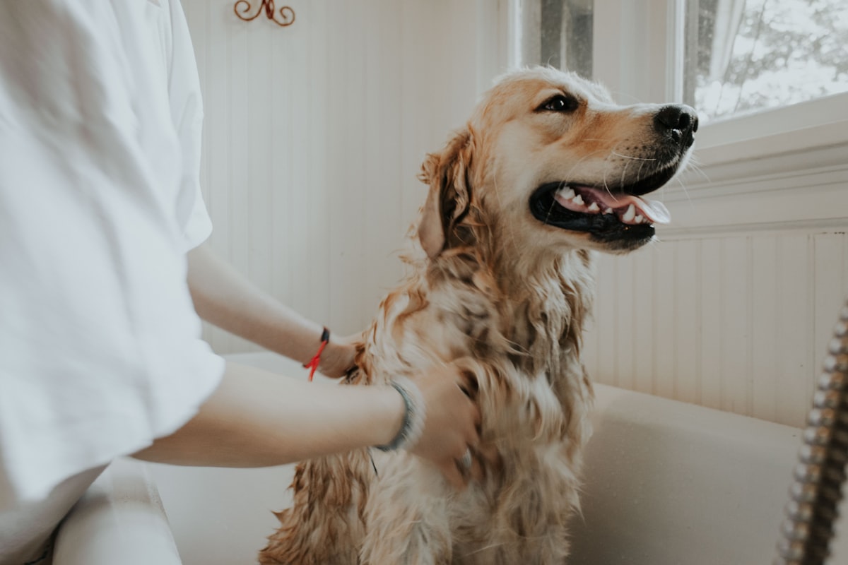 Stock image representing Pet Businesses